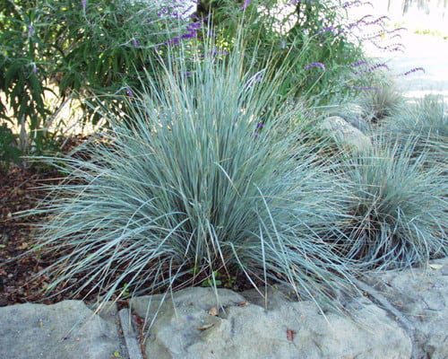 Blue Avena Grass