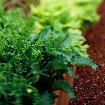 Our Expert Advice for Beginner Gardeners
