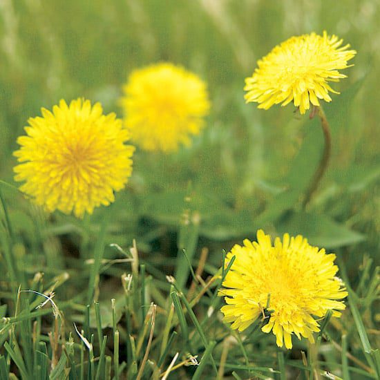 Noxious Weed Prevention Tips