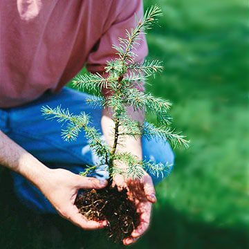 Planting Spring Flowering Bulbs in Autumn