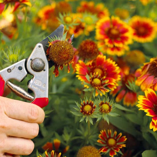 Proper Shrub Maintenance for Colorado Gardens