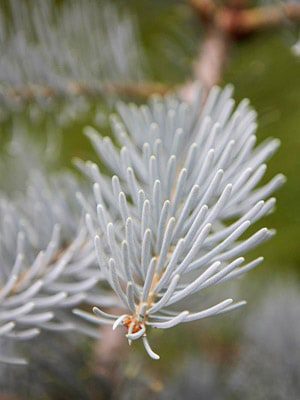Popular Plants to Grow in October