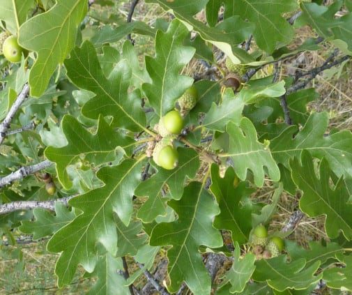 Wavyleaf Oak