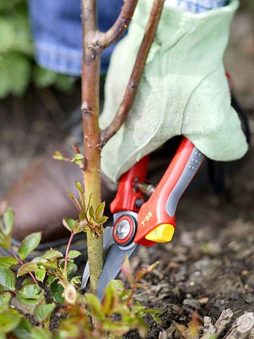 October is a Time for Pruning