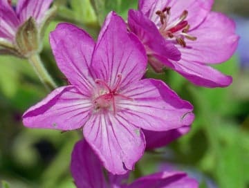 Top Native Flowers of Colorado
