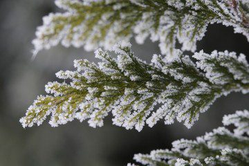 Frigid Colorado Temps Wreak Havoc on Landscapes