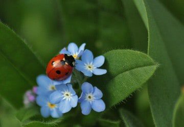 Eco-Friendly Pest Control with Integrated Pest Management