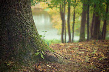 Grow Brilliant Trees with Natural Mulch from the Yard