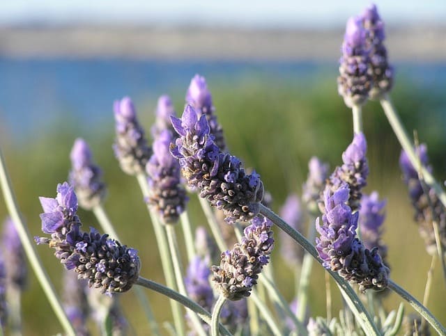 Lavender: Colorful, Fragrant, & Great for Xeriscapes