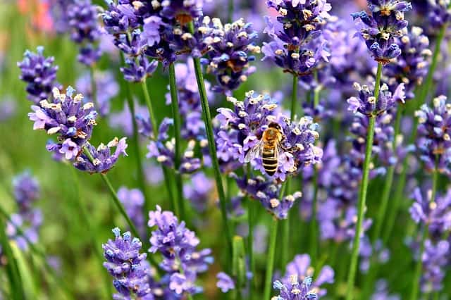 Source: Pixabay