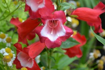 Water-Wise Perennials for Colorado Xeriscapes