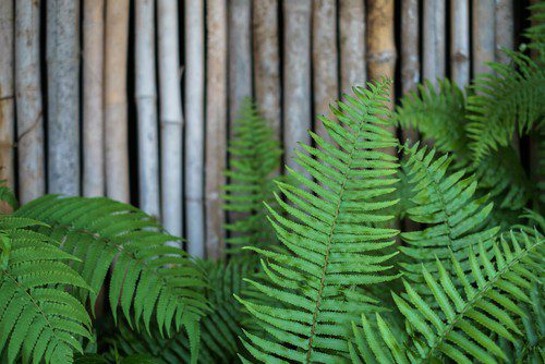 Dry Shade Plants that Dazzle Gardens