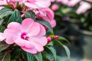 Dry Shade Plants that Dazzle Gardens