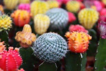 Optimum Gardening Solutions for Sandy, Dry Soil