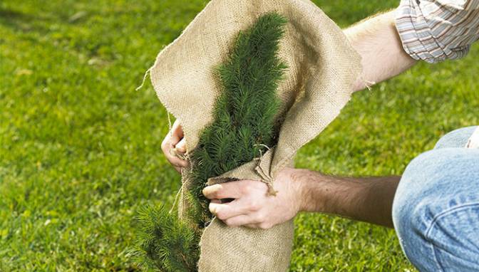 cover plants with burlap