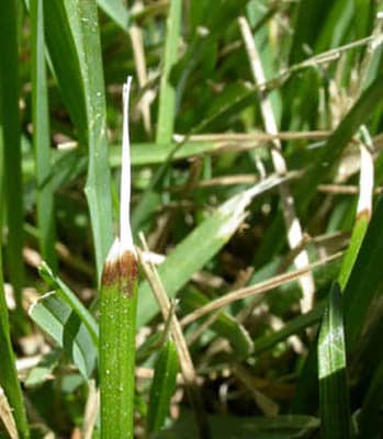 Dealing With Yellow Grass