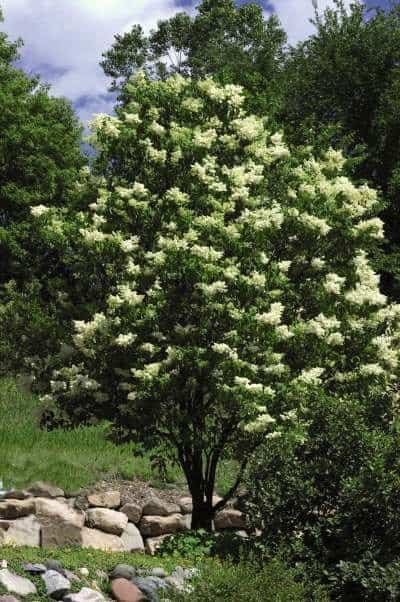 Amazing Trees for Colorado