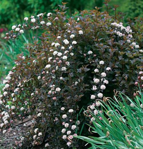dark knight shrub
