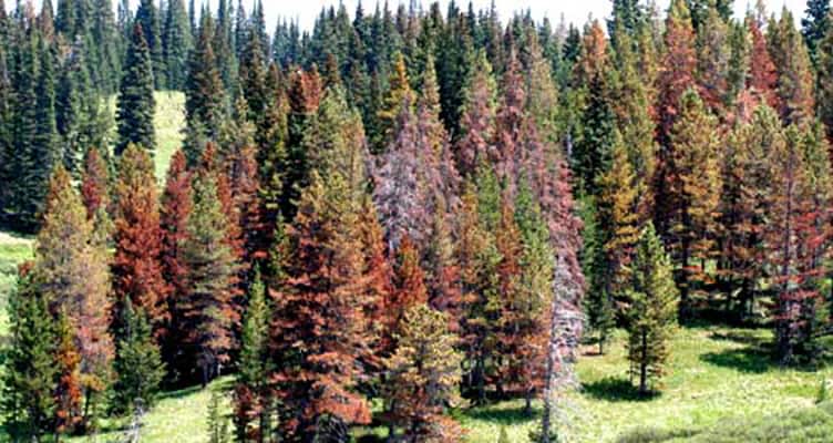 Protecting Your Trees from Beetles and Disease