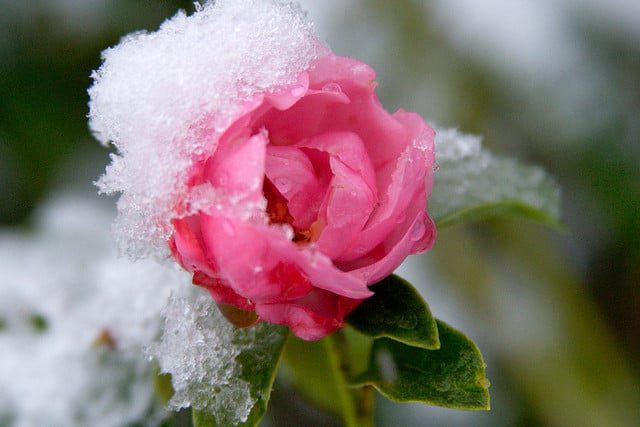 Landscape Winter Watering Tips