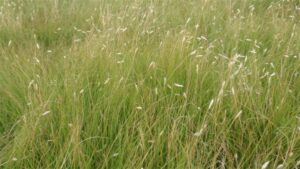 buffalo grass