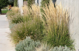 feather reed