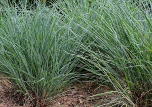 little blue stem