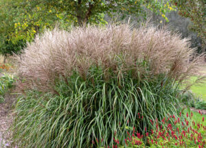 miscanthus grass
