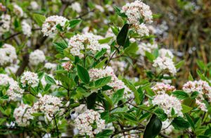korean spice viburnum