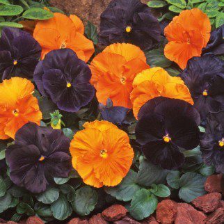 Create a Fall Landscape that Thrives in Colorado