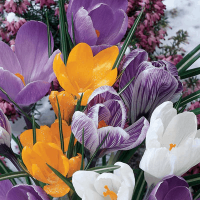 Plan now for Spring Color!