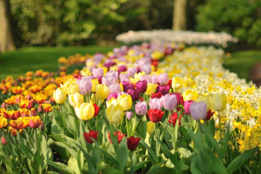 landscape spring tulips