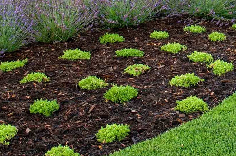 award winning landscape team