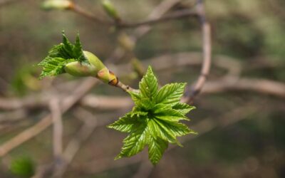Ready to Begin the Process of Waking Up Your Landscape for Spring?