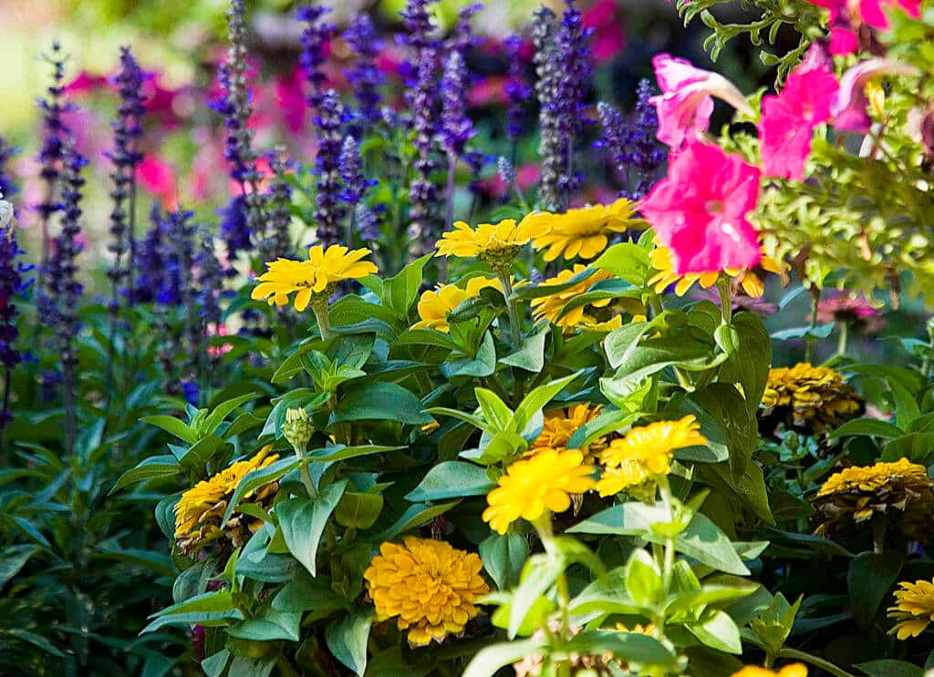 freshening up flower