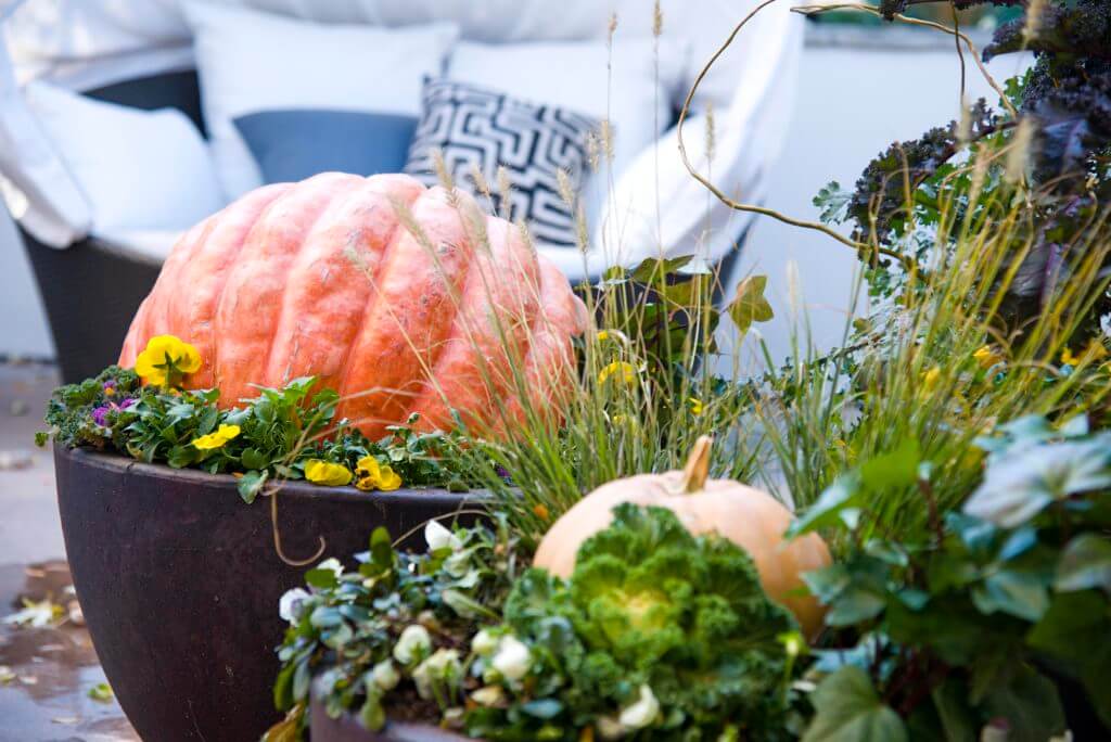 orange pumpkin in planter