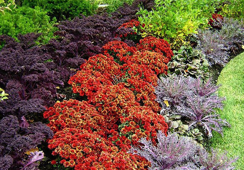 red mums and purple kale