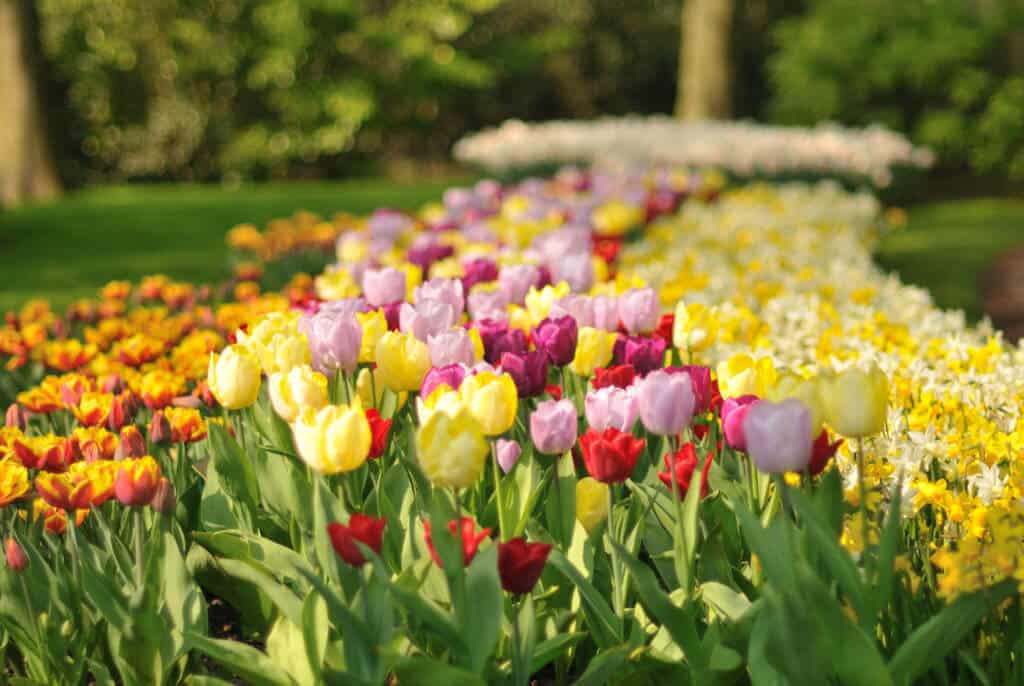 colorful spring tulip garden