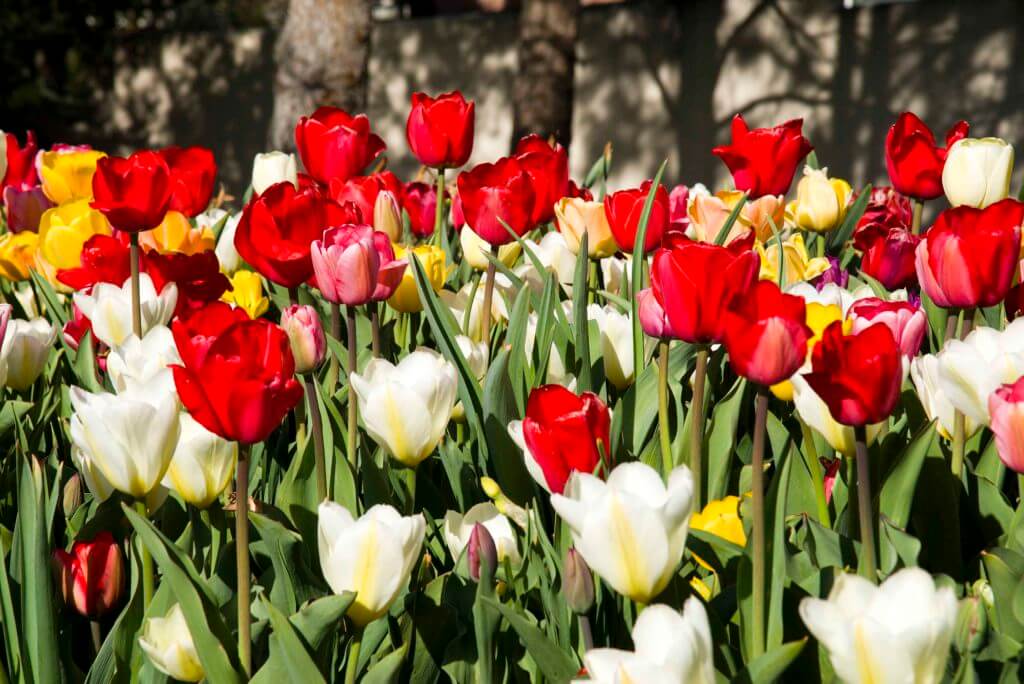red and white tulips blooming