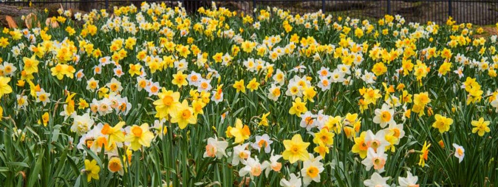 yellow and white daffodils