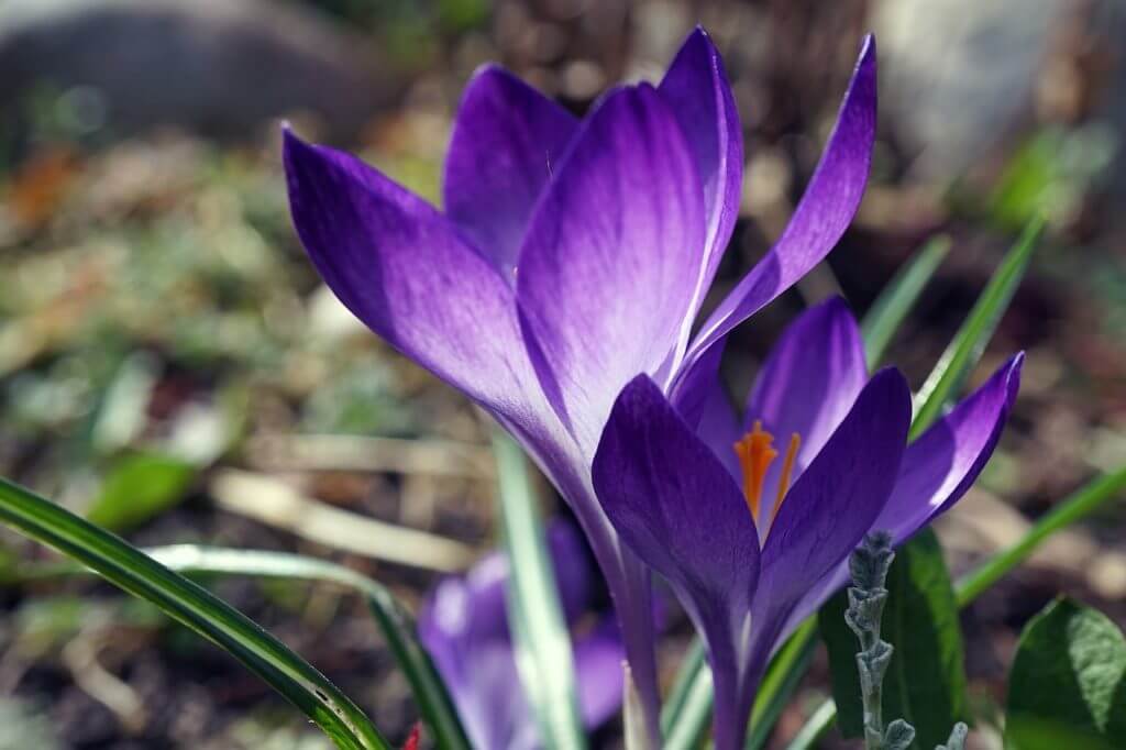 purple crocus flowers blooming