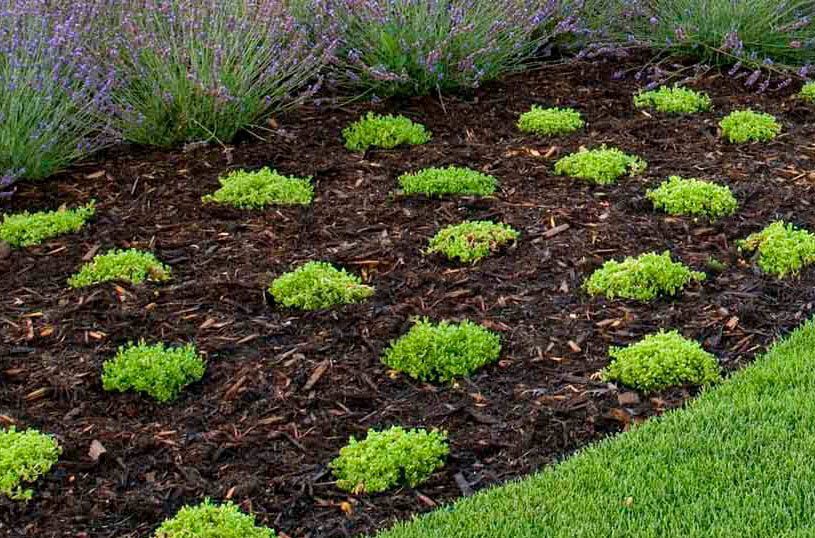 rows of small plants in garden