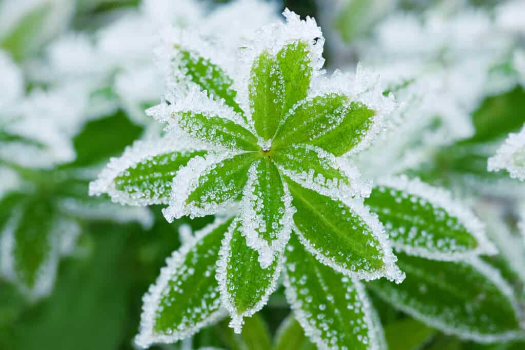 frosted green leaves close up