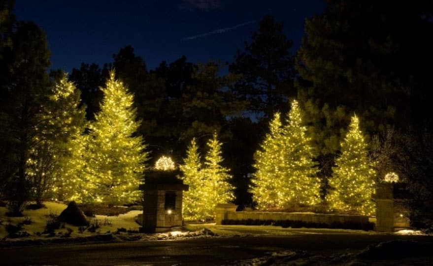 illuminated evergreen trees at entrance