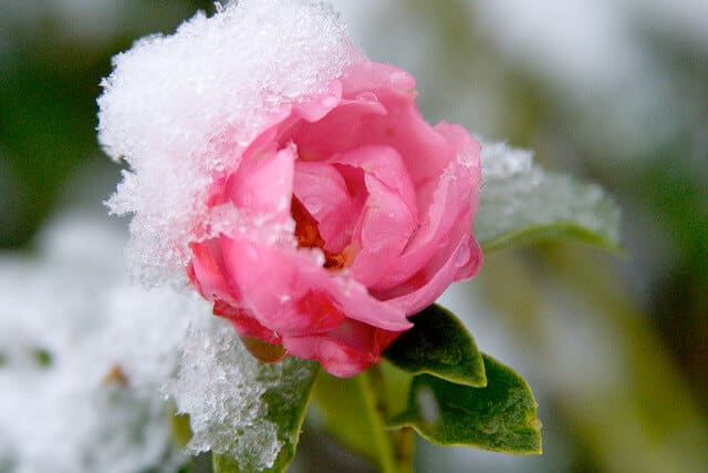pink flower covered in snow