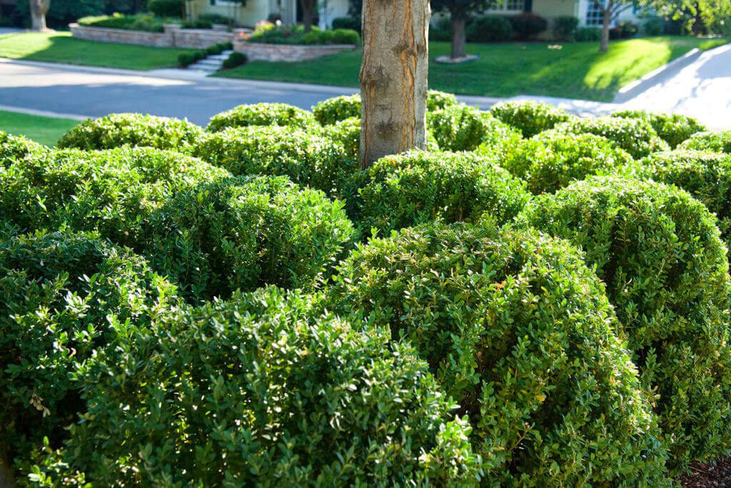 manicured round green shrubs surrounding a tree trunk
