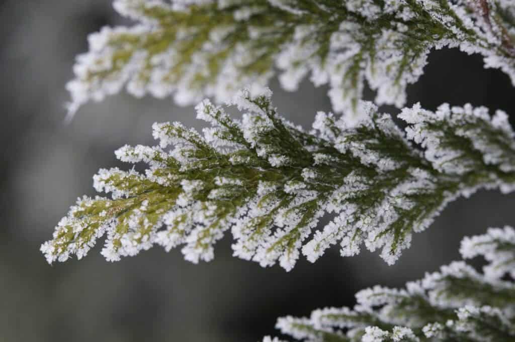 close-up of frost on evergreen branch