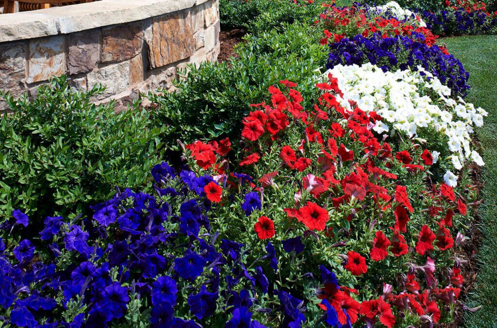 vibrant garden bed planted with rows of red, white, and deep blue petunias