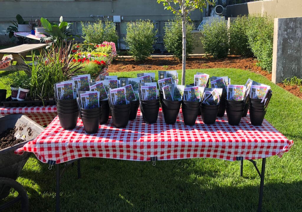 outdoor table covered with a red and white checkered tablecloth, holding rows of small black nursery pots, each containing a plant tag or seed packet