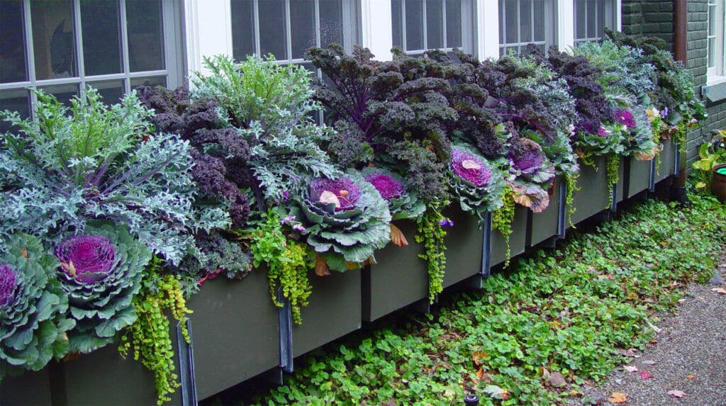 long, narrow, dark green window box planter beneath a row of white-framed windows